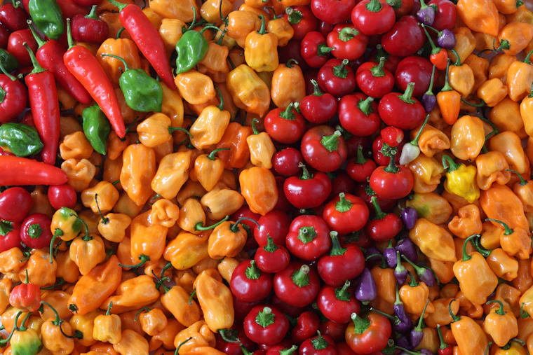 Récolte des piments : piments frais multicolores fraîchement cueillis au marché.